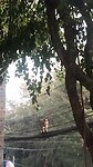Aap