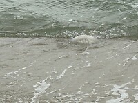 IMG_1218