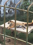 Sumatraanse tijger in veel te kleine kooi