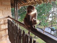 terug in resort visite: mama aap met haar jong