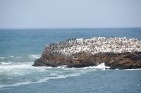 Vogel eiland