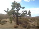 Joshua Tree