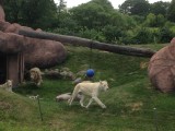 Één witte leeuw met twee witte leeuwinnen