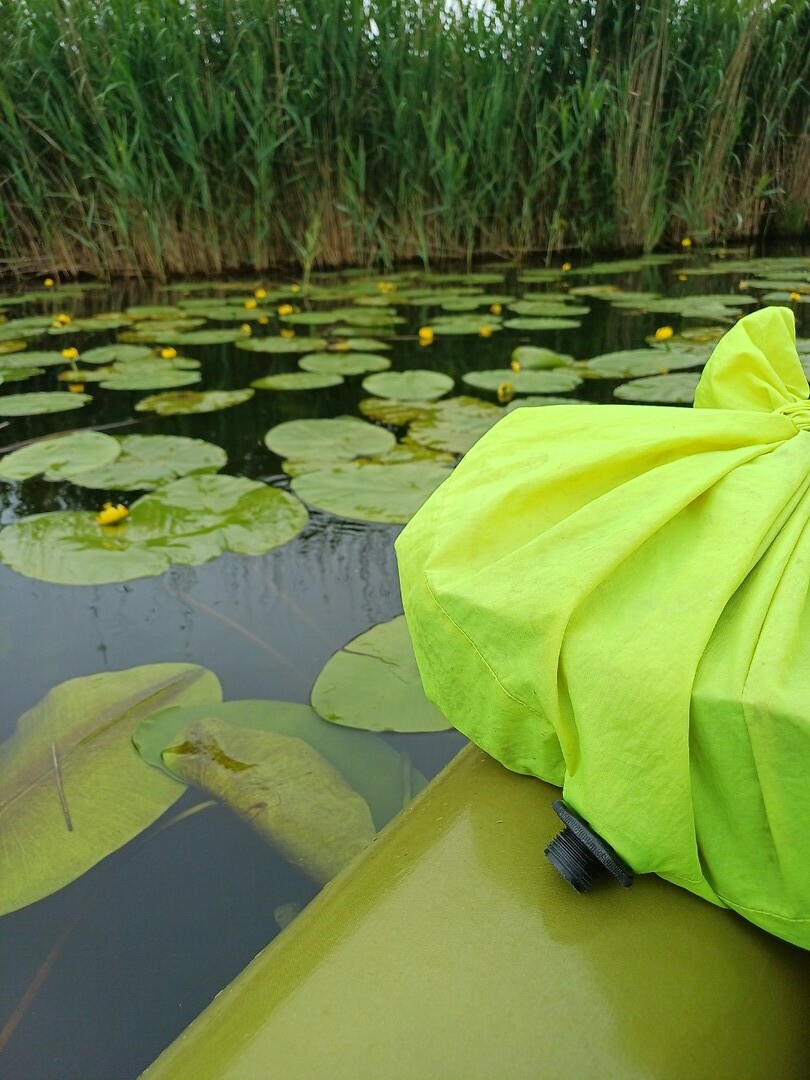 Waterlelies