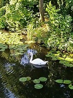 zwaan