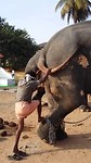 Olifant