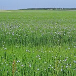 Vlasveld in blauw