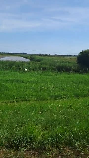 Loosdrechtse plassen