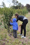 029_Fruit picking 2