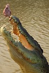 IMG_3786