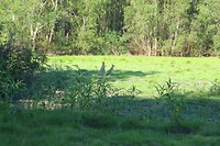 IMG_3888