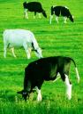 cows2
