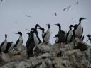 birds