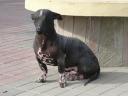 lelijke hond