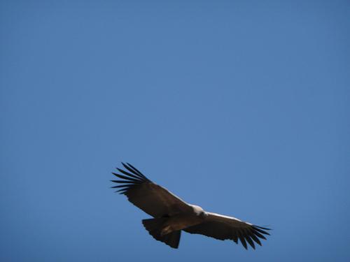 Arequipa, Colca Canyon