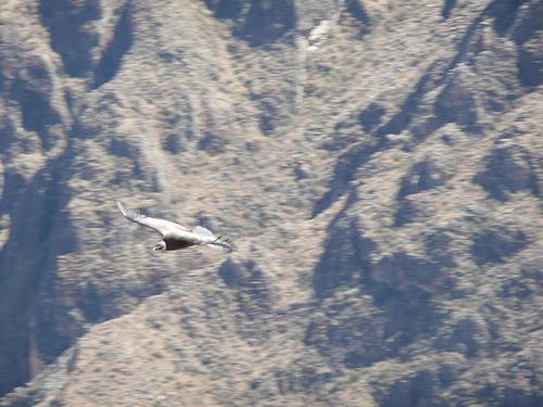 Arequipa, Colca Canyon