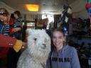 Arequipa