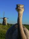 bird