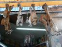 baby alpaca´s