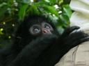 Willen de hele dag kroelen de Spidermonkeys