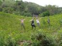 Coca veld