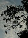 I love trees