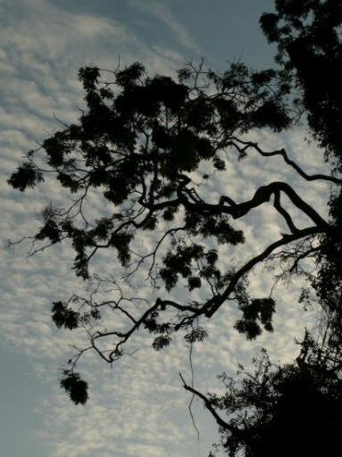 I love trees