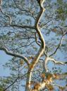 I love trees