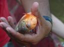 Piranhas