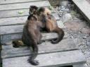 oma aap, moeder aap en baby
