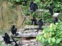 Negros