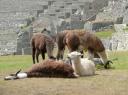 alpaca´s