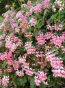 I love flowers