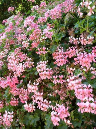 I love flowers