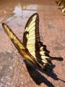 Mariposa