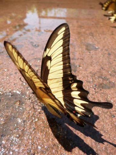 Mariposa
