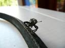 Zo´n grappig insect heb ik nog nooit gezien