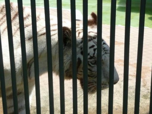 Er was ook een dierentuin in t park