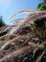 Botanische tuin