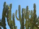 Botanische tuin