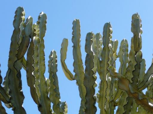 Botanische tuin