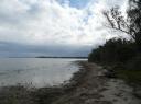 Koala Island