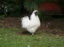 Fluffy haan