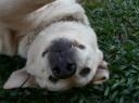 Buddy
