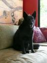 Hond Helen