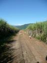 Sugarcane fields