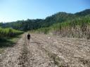 Sugarcane fields