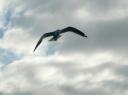 Free as a bird