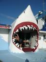 Shark museum