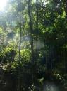 Bush